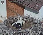 Capi_Dubne_20260704_094504.jpg