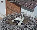 Capi_Dubne_20260704_101504.jpg