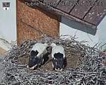 Capi_Dubne_20260704_102003.jpg