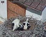 Capi_Dubne_20260704_103504.jpg