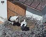 Capi_Dubne_20260704_114002.jpg