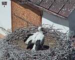 Capi_Dubne_20260704_120004.jpg