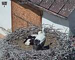 Capi_Dubne_20260704_120504.jpg