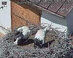 Capi_Dubne_20260704_121504.jpg