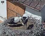 Capi_Dubne_20260704_122004.jpg