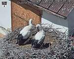 Capi_Dubne_20260704_123002.jpg