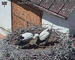 Capi_Dubne_20260704_124504.jpg