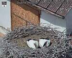 Capi_Dubne_20260704_125503.jpg