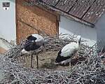 Capi_Dubne_20260704_130004.jpg