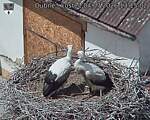 Capi_Dubne_20260704_131502.jpg