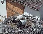 Capi_Dubne_20260704_132004.jpg