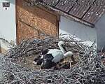 Capi_Dubne_20260704_132504.jpg