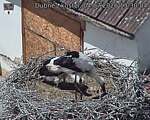 Capi_Dubne_20260704_133004.jpg