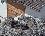 Capi_Dubne_20260704_134502.jpg