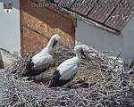 Capi_Dubne_20260704_135503.jpg