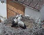 Capi_Dubne_20260704_140002.jpg