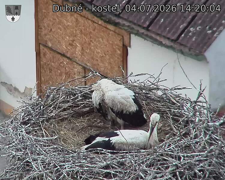 Capi_Dubne_20260704_142004.jpg (1350&nbsp;x&nbsp;1080)