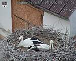 Capi_Dubne_20260704_142504.jpg