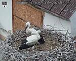 Capi_Dubne_20260704_143502.jpg