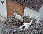 Capi_Dubne_20260704_144002.jpg