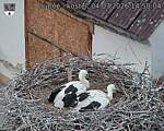 Capi_Dubne_20260704_145004.jpg