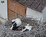 Capi_Dubne_20260704_150502.jpg
