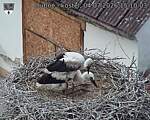 Capi_Dubne_20260704_151003.jpg