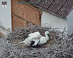 Capi_Dubne_20260704_151502.jpg
