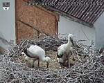 Capi_Dubne_20260704_162004.jpg
