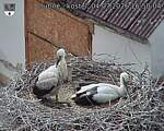 Capi_Dubne_20260704_165004.jpg