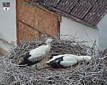 Capi_Dubne_20260704_165502.jpg