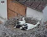 Capi_Dubne_20260704_170002.jpg