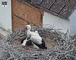 Capi_Dubne_20260704_170504.jpg