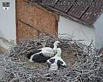 Capi_Dubne_20260704_171002.jpg