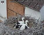 Capi_Dubne_20260704_171502.jpg
