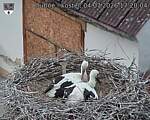 Capi_Dubne_20260704_172004.jpg