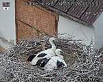 Capi_Dubne_20260704_172502.jpg