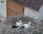 Capi_Dubne_20260704_175004.jpg