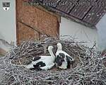 Capi_Dubne_20260704_180003.jpg