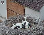 Capi_Dubne_20260704_181504.jpg