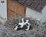 Capi_Dubne_20260704_182003.jpg