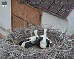 Capi_Dubne_20260704_182503.jpg