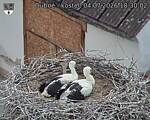 Capi_Dubne_20260704_183002.jpg