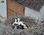 Capi_Dubne_20260704_184503.jpg