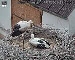 Capi_Dubne_20260704_185002.jpg