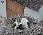 Capi_Dubne_20260704_190004.jpg