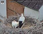 Capi_Dubne_20260704_193002.jpg