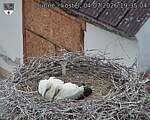 Capi_Dubne_20260704_193504.jpg