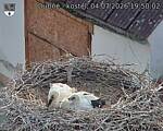 Capi_Dubne_20260704_195002.jpg