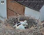 Capi_Dubne_20260704_201004.jpg